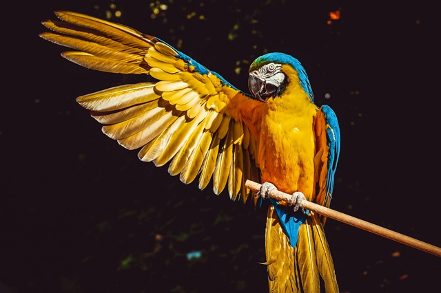 Les défis et plaisirs de l'élevage d'oiseaux exotiques