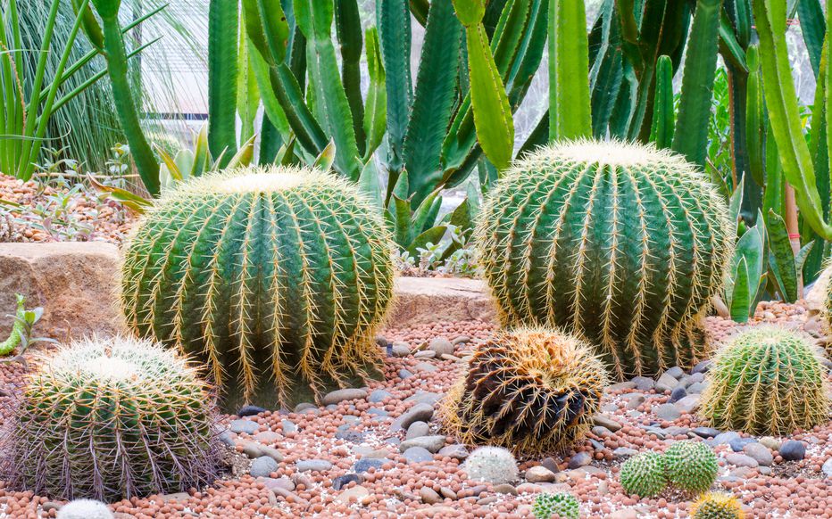 Botanique : Une Exploration du Monde Végétal