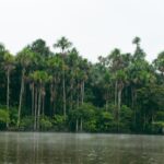 Les forêts tropicales d'Amazonie