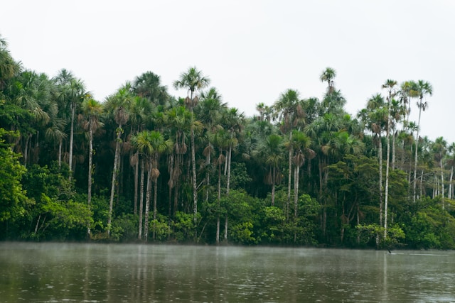 Les forêts tropicales d'Amazonie