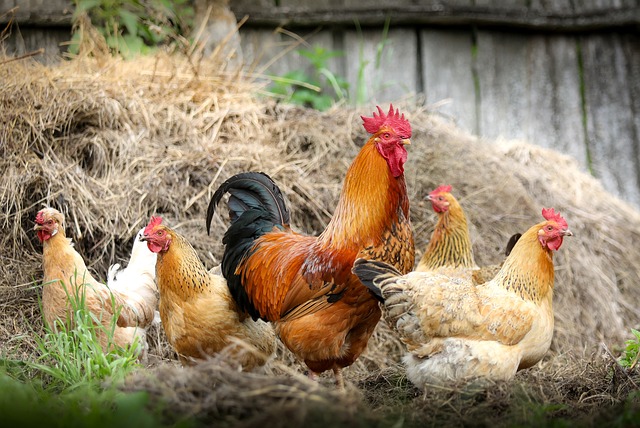 Protégez vos poules : le guide du vermifuge naturel