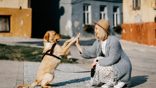 Les meilleurs endroits pour promener votre chien : guide pratique