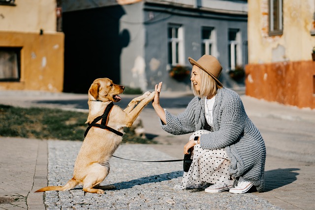 promener votre chien