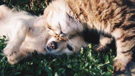 Comment faire coexister chiens et chats dans un même foyer