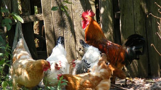 Les signes qui montrent que vos poules ont besoin d’un vermifuge