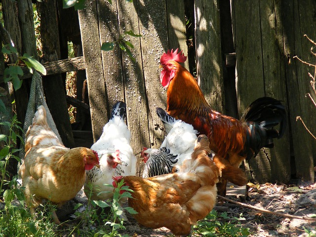 Les signes qui montrent que vos poules ont besoin d'un vermifuge