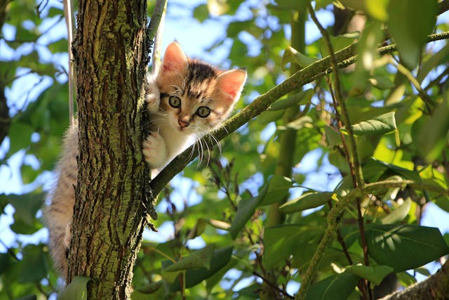 Offrez à votre chat confort et hygiène irréprochable grâce à la litière adaptée