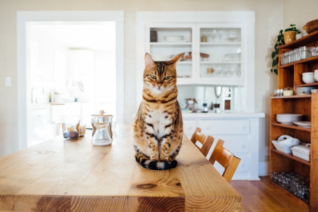 Animaux en appartement