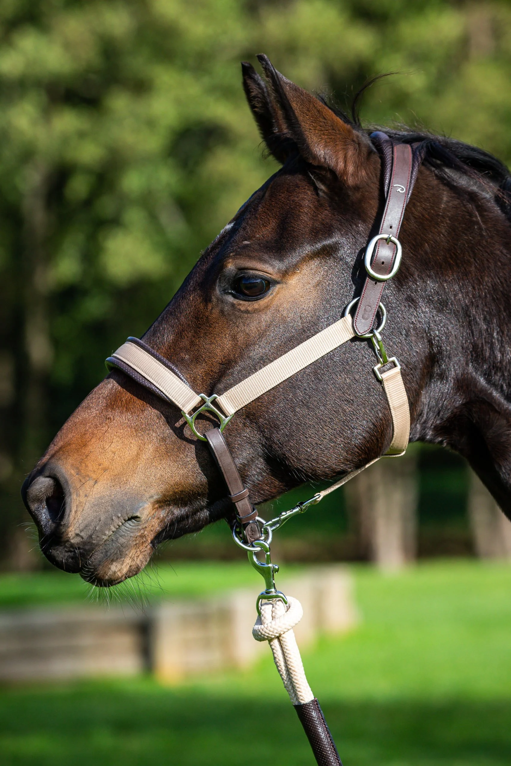 licol d’un cheval