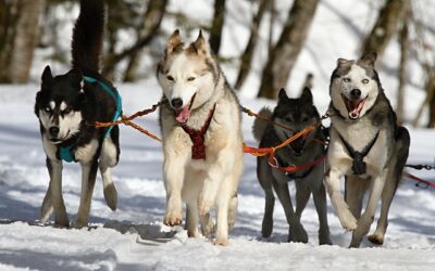 races de chiens de travail