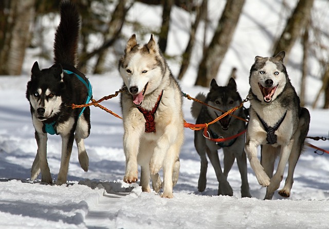 races de chiens de travail