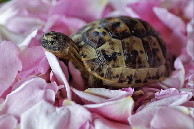 tortue domestique