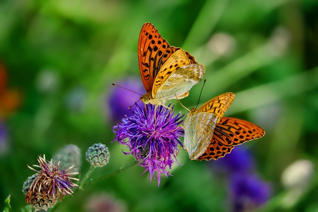 insectes de compagnie