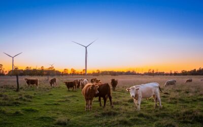 Soins naturels pour les animaux de la ferme