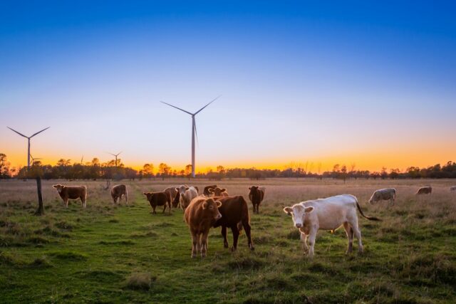 Soins naturels pour les animaux de la ferme