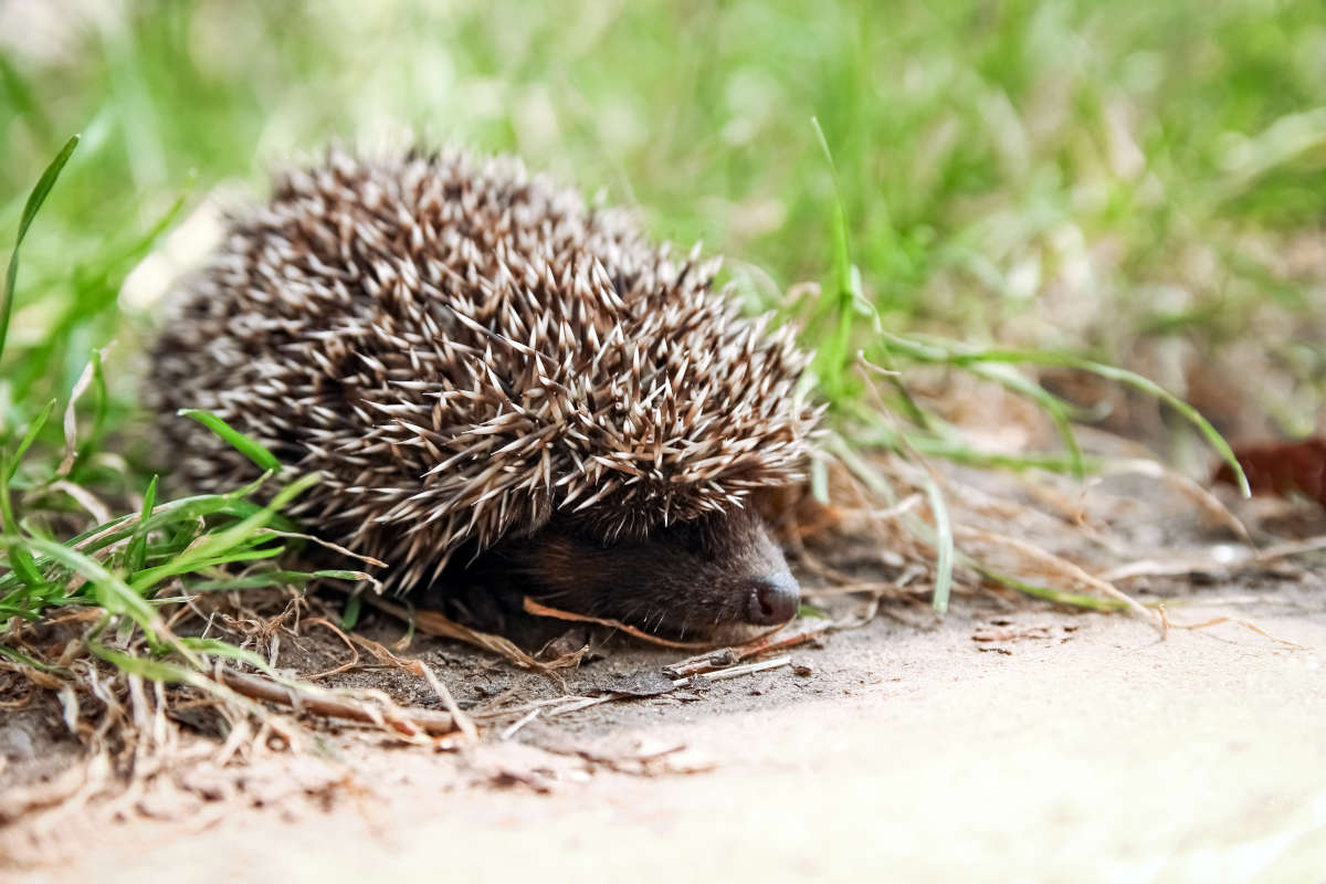 Identifier facilement des crottes : guide pour crapauds et hérissons